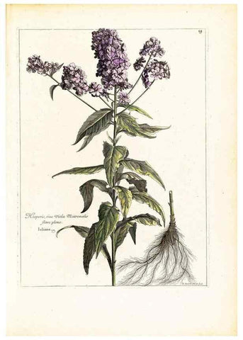 Reproducción/Reproduction 48584076871: [Recueil des plantes dessinées et gravées par ordre du roi Louis XIV].. Paris :Impr. royale,1786. 