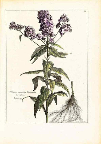 Reproducción/Reproduction 48584076871: [Recueil des plantes dessinées et gravées par ordre du roi Louis XIV].. Paris :Impr. royale,1786. 