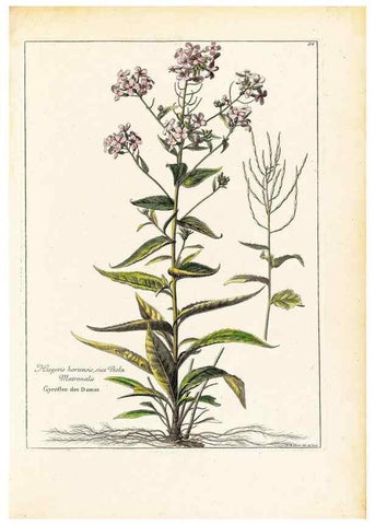 Reproducción/Reproduction 48584077351: [Recueil des plantes dessinées et gravées par ordre du roi Louis XIV].. Paris :Impr. royale,1786. 