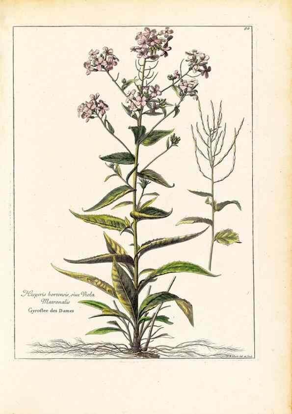 Reproducción/Reproduction 48584077351: [Recueil des plantes dessinées et gravées par ordre du roi Louis XIV].. Paris :Impr. royale,1786. 