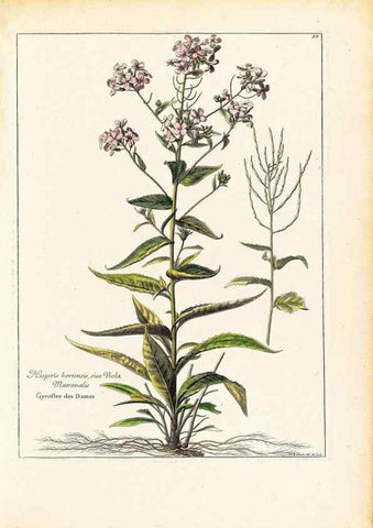 Reproducción/Reproduction 48584077351: [Recueil des plantes dessinées et gravées par ordre du roi Louis XIV].. Paris :Impr. royale,1786. 