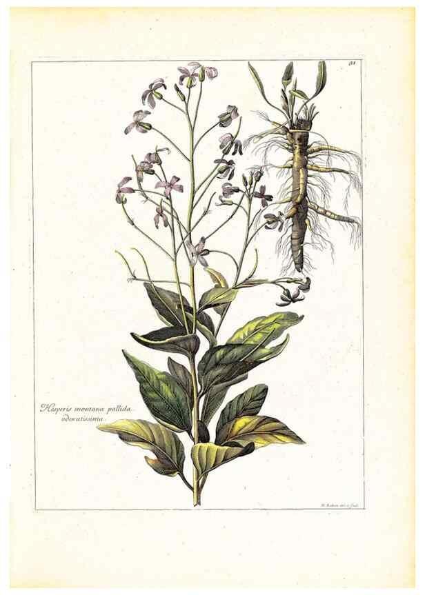 Reproducción/Reproduction 48584077851: [Recueil des plantes dessinées et gravées par ordre du roi Louis XIV].. Paris :Impr. royale,1786. 