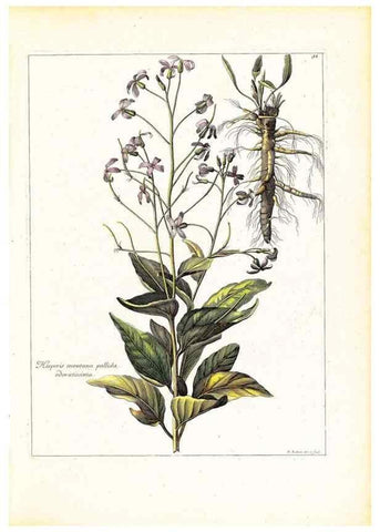 Reproducción/Reproduction 48584077851: [Recueil des plantes dessinées et gravées par ordre du roi Louis XIV].. Paris :Impr. royale,1786. 