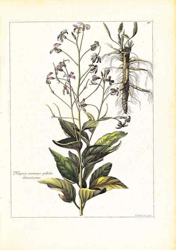 Reproducción/Reproduction 48584077851: [Recueil des plantes dessinées et gravées par ordre du roi Louis XIV].. Paris :Impr. royale,1786. 