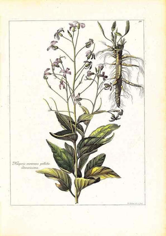 Reproducción/Reproduction 48584077851: [Recueil des plantes dessinées et gravées par ordre du roi Louis XIV].. Paris :Impr. royale,1786. 