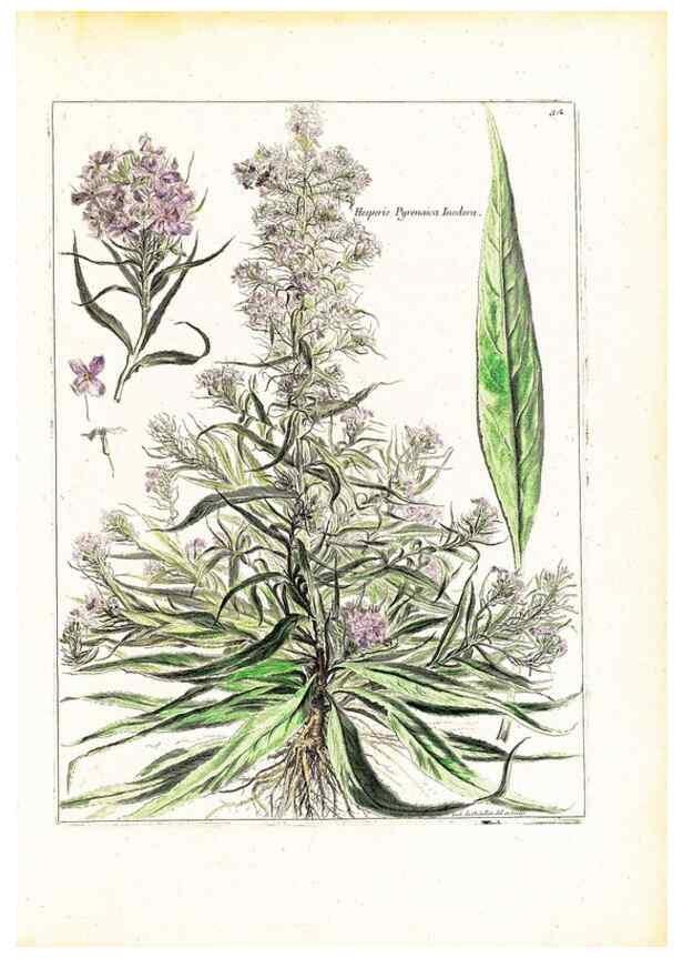 Reproducción/Reproduction 48584226547: [Recueil des plantes dessinées et gravées par ordre du roi Louis XIV].. Paris :Impr. royale,1786. 