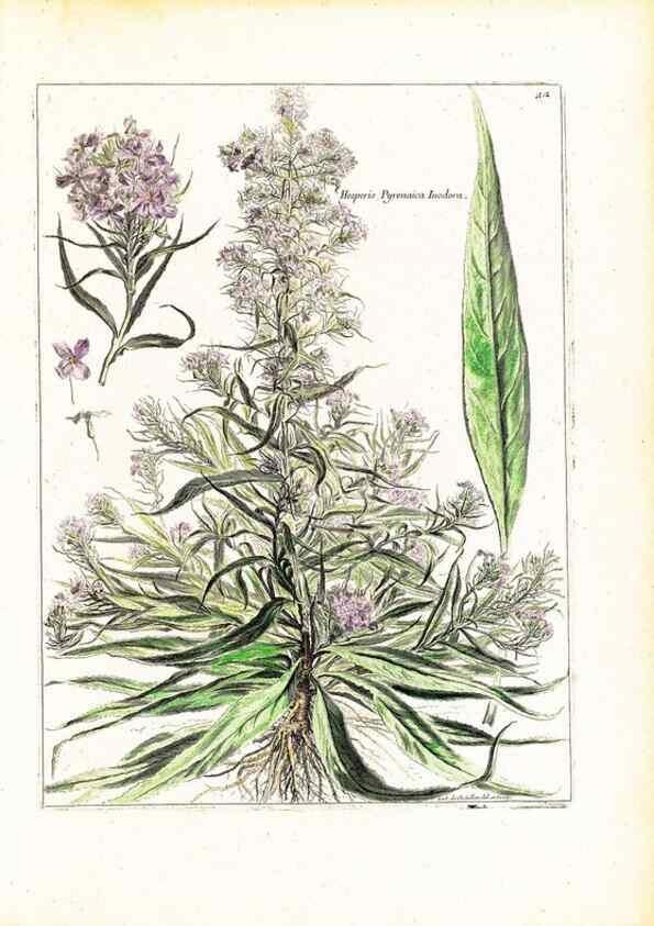 Reproducción/Reproduction 48584226547: [Recueil des plantes dessinées et gravées par ordre du roi Louis XIV].. Paris :Impr. royale,1786. 