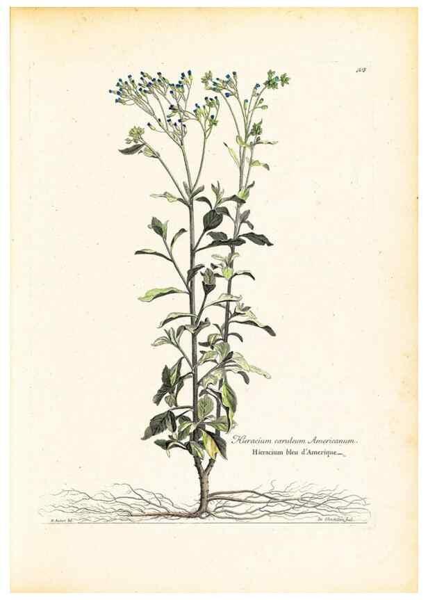 Reproducción/Reproduction 48584078936: [Recueil des plantes dessinées et gravées par ordre du roi Louis XIV].. Paris :Impr. royale,1786. 