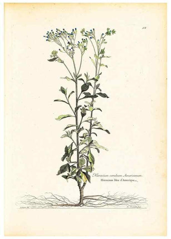 Reproducción/Reproduction 48584078936: [Recueil des plantes dessinées et gravées par ordre du roi Louis XIV].. Paris :Impr. royale,1786. 