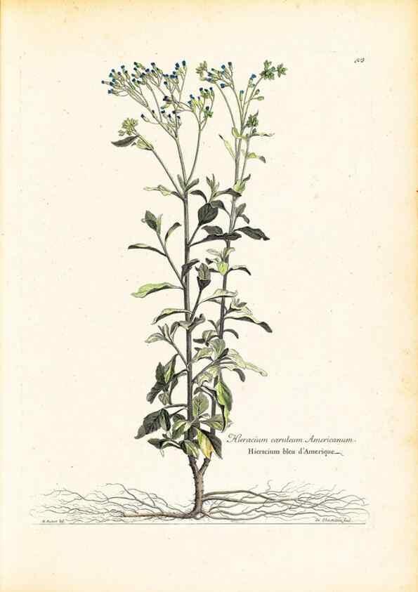 Reproducción/Reproduction 48584078936: [Recueil des plantes dessinées et gravées par ordre du roi Louis XIV].. Paris :Impr. royale,1786. 