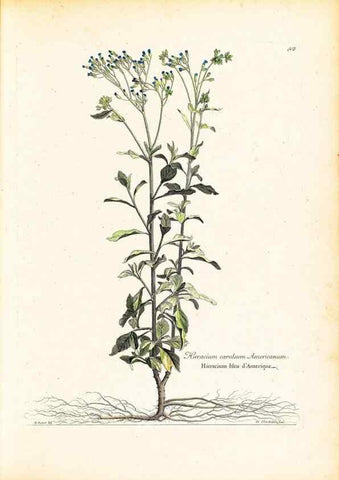 Reproducción/Reproduction 48584078936: [Recueil des plantes dessinées et gravées par ordre du roi Louis XIV].. Paris :Impr. royale,1786. 