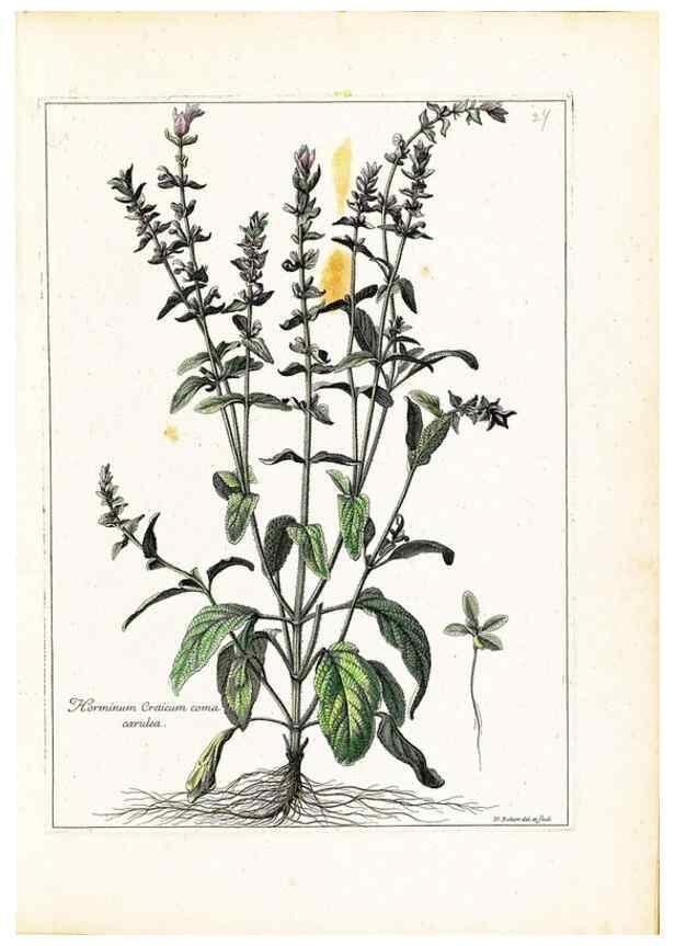 Reproducción/Reproduction 48584079546: [Recueil des plantes dessinées et gravées par ordre du roi Louis XIV].. Paris :Impr. royale,1786. 