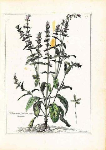 Reproducción/Reproduction 48584079546: [Recueil des plantes dessinées et gravées par ordre du roi Louis XIV].. Paris :Impr. royale,1786. 