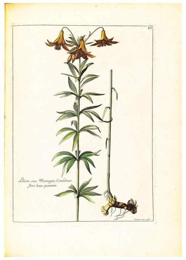 Reproducción/Reproduction 48584242392: [Recueil des plantes dessinées et gravées par ordre du roi Louis XIV].. Paris :Impr. royale,1786. 
