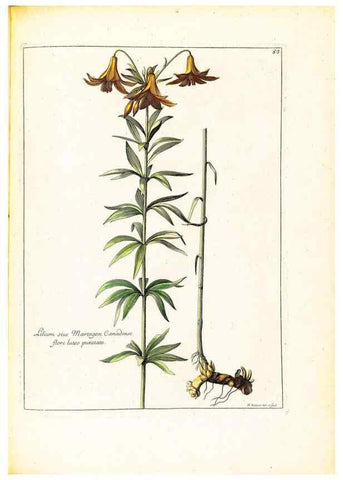 Reproducción/Reproduction 48584242392: [Recueil des plantes dessinées et gravées par ordre du roi Louis XIV].. Paris :Impr. royale,1786. 