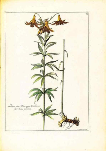 Reproducción/Reproduction 48584242392: [Recueil des plantes dessinées et gravées par ordre du roi Louis XIV].. Paris :Impr. royale,1786. 