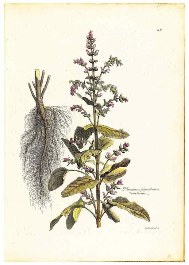 Reproducción/Reproduction 48584228012: [Recueil des plantes dessinées et gravées par ordre du roi Louis XIV].. Paris :Impr. royale,1786. 