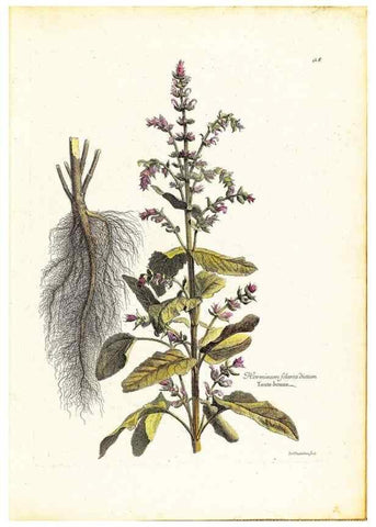 Reproducción/Reproduction 48584228012: [Recueil des plantes dessinées et gravées par ordre du roi Louis XIV].. Paris :Impr. royale,1786. 