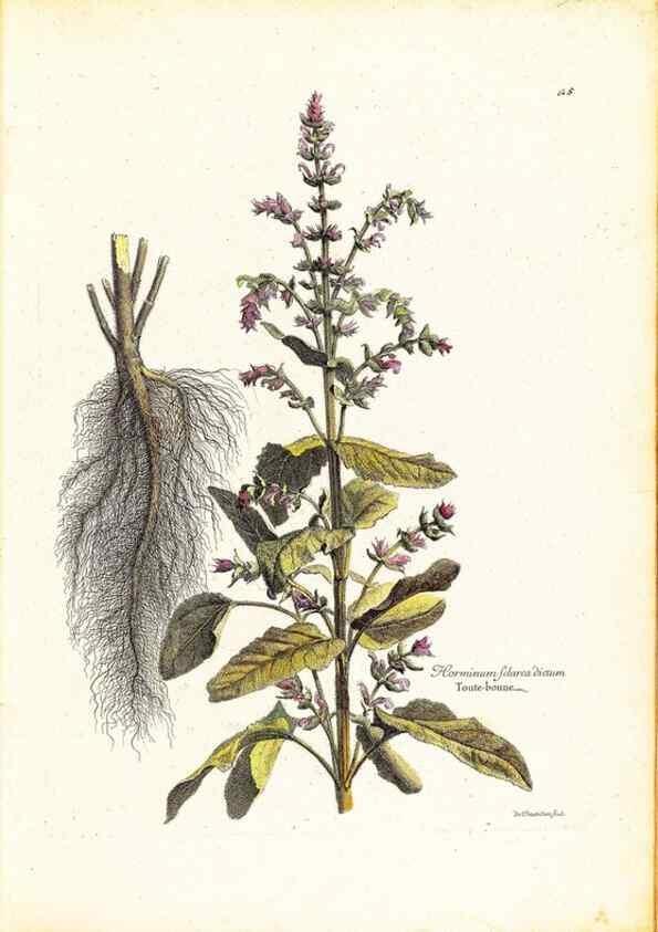 Reproducción/Reproduction 48584228012: [Recueil des plantes dessinées et gravées par ordre du roi Louis XIV].. Paris :Impr. royale,1786. 