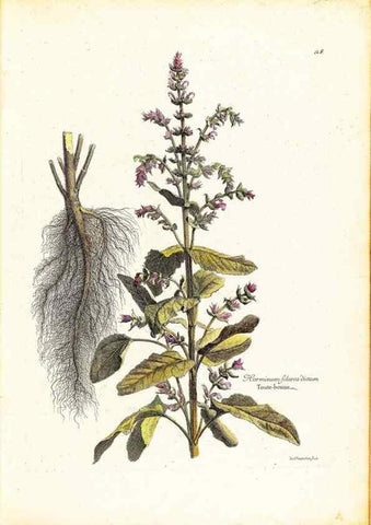 Reproducción/Reproduction 48584228012: [Recueil des plantes dessinées et gravées par ordre du roi Louis XIV].. Paris :Impr. royale,1786. 