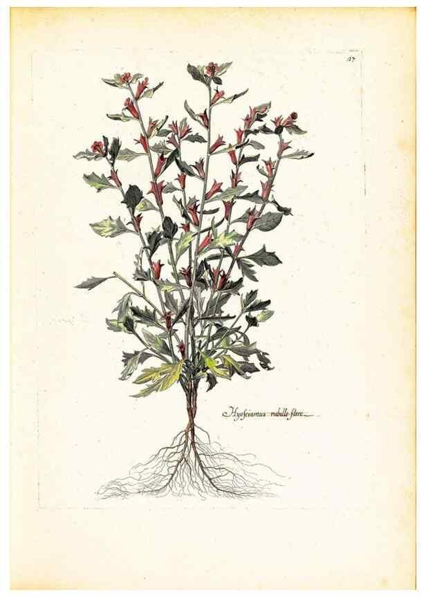 Reproducción/Reproduction 48584229012: [Recueil des plantes dessinées et gravées par ordre du roi Louis XIV].. Paris :Impr. royale,1786. 