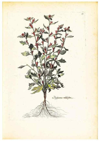 Reproducción/Reproduction 48584229012: [Recueil des plantes dessinées et gravées par ordre du roi Louis XIV].. Paris :Impr. royale,1786. 