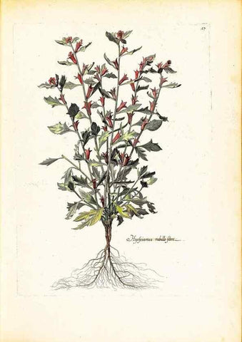 Reproducción/Reproduction 48584229012: [Recueil des plantes dessinées et gravées par ordre du roi Louis XIV].. Paris :Impr. royale,1786. 
