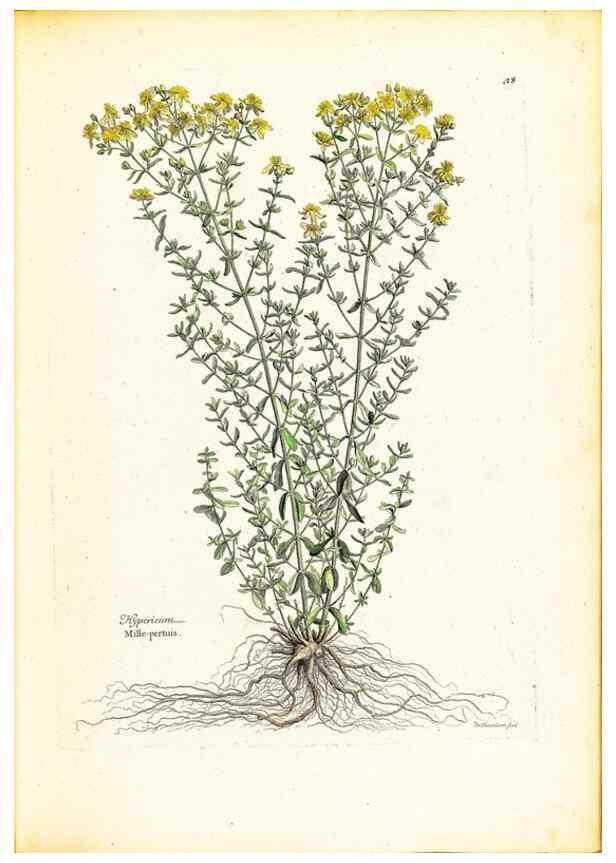 Reproducción/Reproduction 48584229467: [Recueil des plantes dessinées et gravées par ordre du roi Louis XIV].. Paris :Impr. royale,1786. 