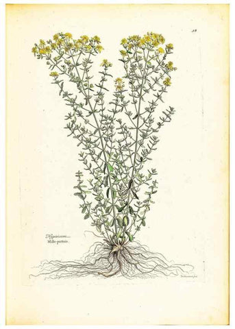 Reproducción/Reproduction 48584229467: [Recueil des plantes dessinées et gravées par ordre du roi Louis XIV].. Paris :Impr. royale,1786. 