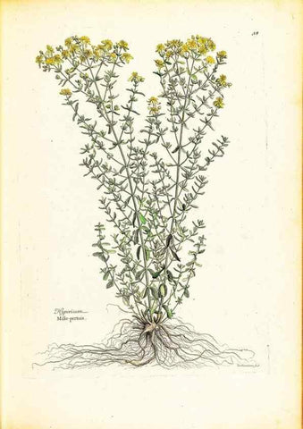 Reproducción/Reproduction 48584229467: [Recueil des plantes dessinées et gravées par ordre du roi Louis XIV].. Paris :Impr. royale,1786. 