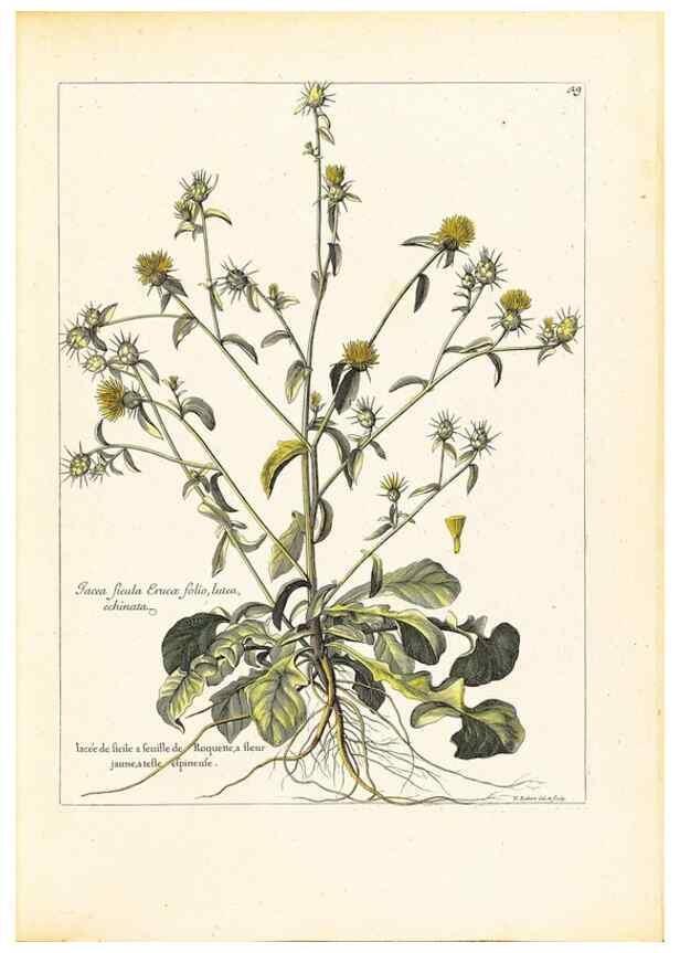 Reproducción/Reproduction 48584082066: [Recueil des plantes dessinées et gravées par ordre du roi Louis XIV].. Paris :Impr. royale,1786. 