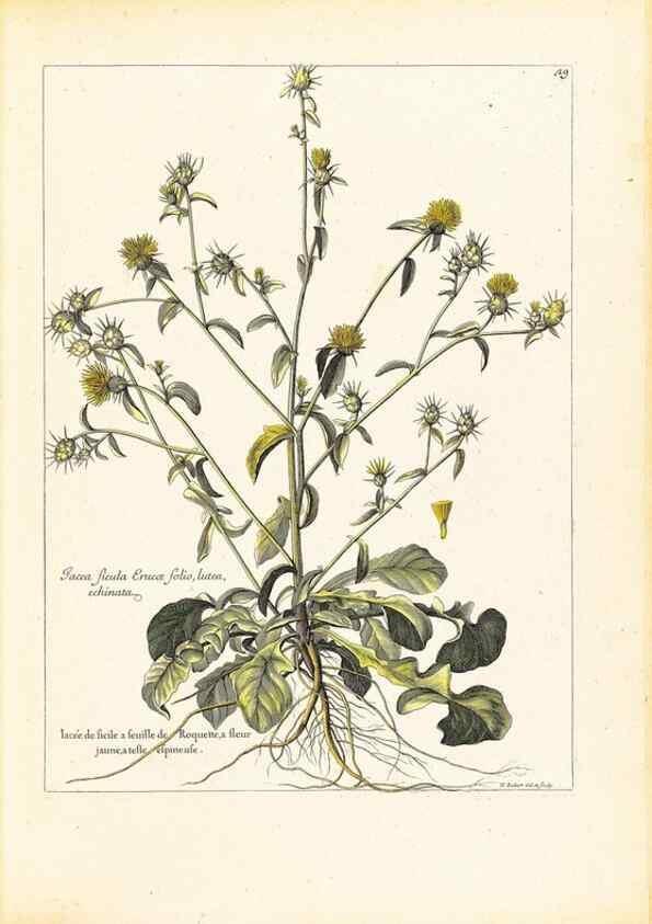Reproducción/Reproduction 48584082066: [Recueil des plantes dessinées et gravées par ordre du roi Louis XIV].. Paris :Impr. royale,1786. 