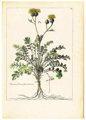 Reproducción/Reproduction 48584230452: [Recueil des plantes dessinées et gravées par ordre du roi Louis XIV].. Paris :Impr. royale,1786. 