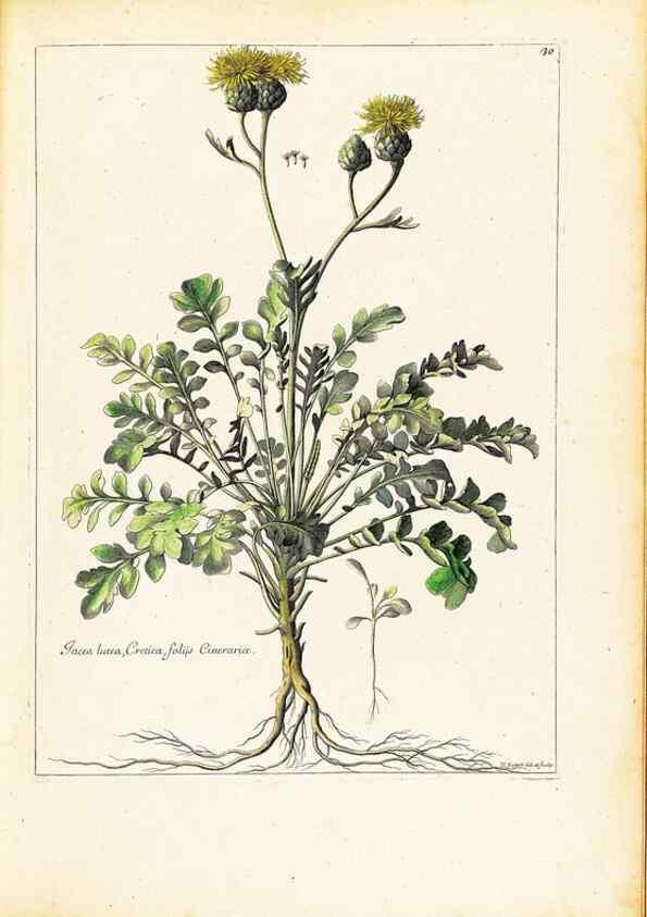 Reproducción/Reproduction 48584230452: [Recueil des plantes dessinées et gravées par ordre du roi Louis XIV].. Paris :Impr. royale,1786. 