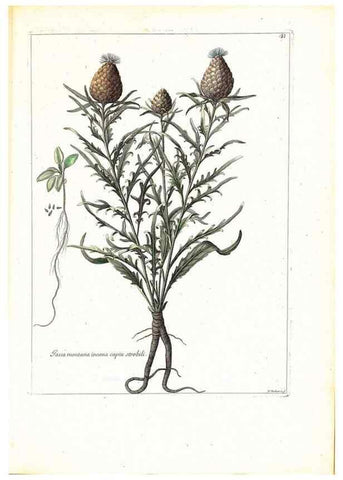 Reproducción/Reproduction 48584231147: [Recueil des plantes dessinées et gravées par ordre du roi Louis XIV].. Paris :Impr. royale,1786. 