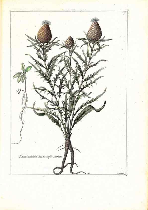 Reproducción/Reproduction 48584231147: [Recueil des plantes dessinées et gravées par ordre du roi Louis XIV].. Paris :Impr. royale,1786. 