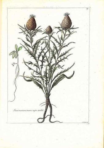 Reproducción/Reproduction 48584231147: [Recueil des plantes dessinées et gravées par ordre du roi Louis XIV].. Paris :Impr. royale,1786. 