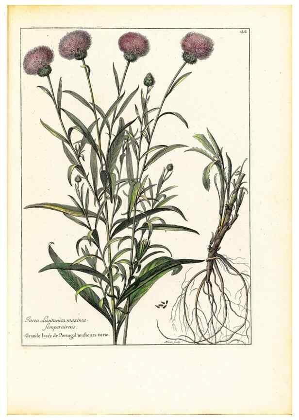 Reproducción/Reproduction 48584083721: [Recueil des plantes dessinées et gravées par ordre du roi Louis XIV].. Paris :Impr. royale,1786. 