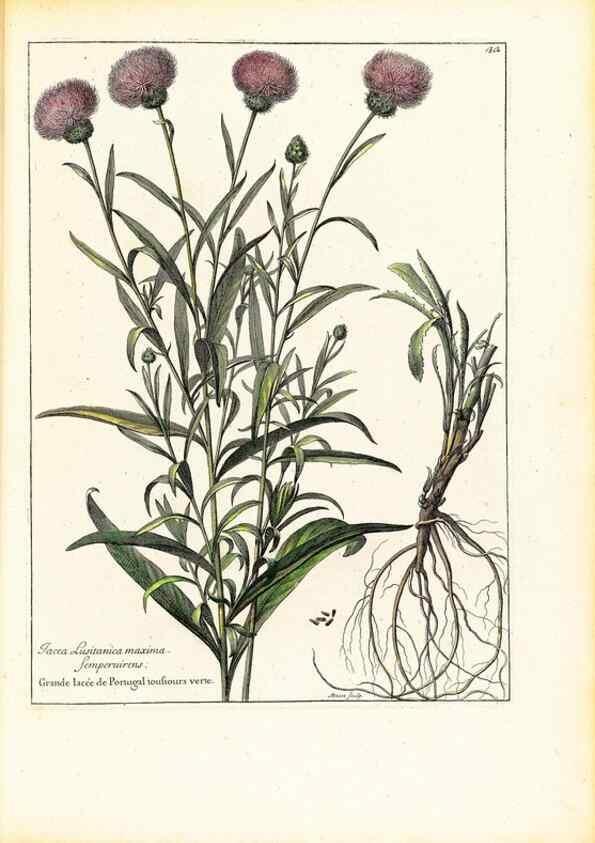 Reproducción/Reproduction 48584083721: [Recueil des plantes dessinées et gravées par ordre du roi Louis XIV].. Paris :Impr. royale,1786. 
