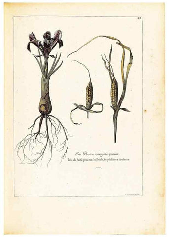 Reproducción/Reproduction 48584084221: [Recueil des plantes dessinées et gravées par ordre du roi Louis XIV].. Paris :Impr. royale,1786. 
