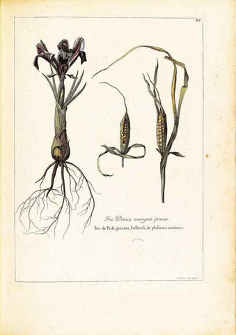 Reproducción/Reproduction 48584084221: [Recueil des plantes dessinées et gravées par ordre du roi Louis XIV].. Paris :Impr. royale,1786. 