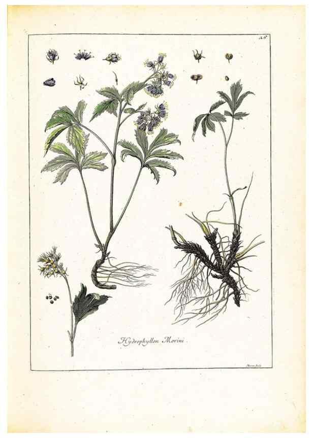 Reproducción/Reproduction 48584080386: [Recueil des plantes dessinées et gravées par ordre du roi Louis XIV].. Paris :Impr. royale,1786. 