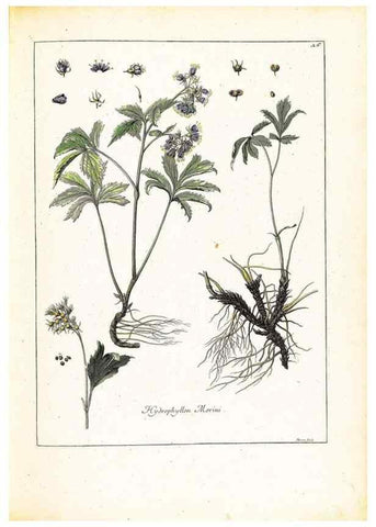 Reproducción/Reproduction 48584080386: [Recueil des plantes dessinées et gravées par ordre du roi Louis XIV].. Paris :Impr. royale,1786. 