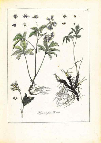 Reproducción/Reproduction 48584080386: [Recueil des plantes dessinées et gravées par ordre du roi Louis XIV].. Paris :Impr. royale,1786. 