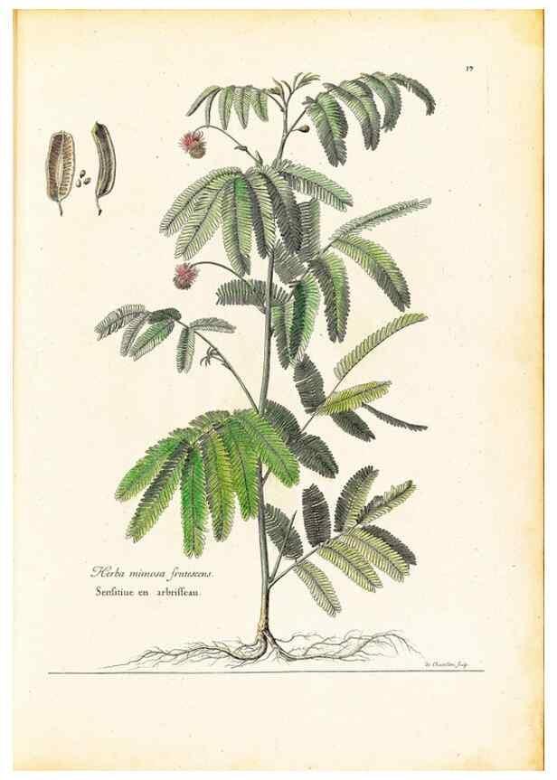 Reproducción/Reproduction 48584223712: [Recueil des plantes dessinées et gravées par ordre du roi Louis XIV].. Paris :Impr. royale,1786. 