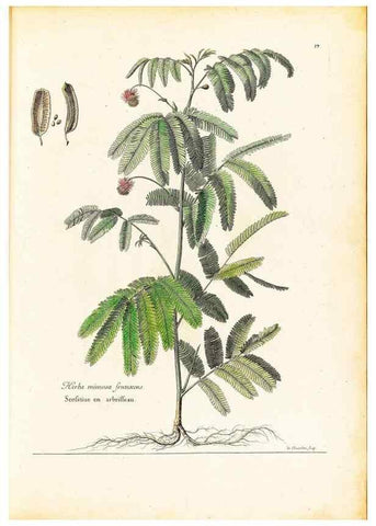 Reproducción/Reproduction 48584223712: [Recueil des plantes dessinées et gravées par ordre du roi Louis XIV].. Paris :Impr. royale,1786. 