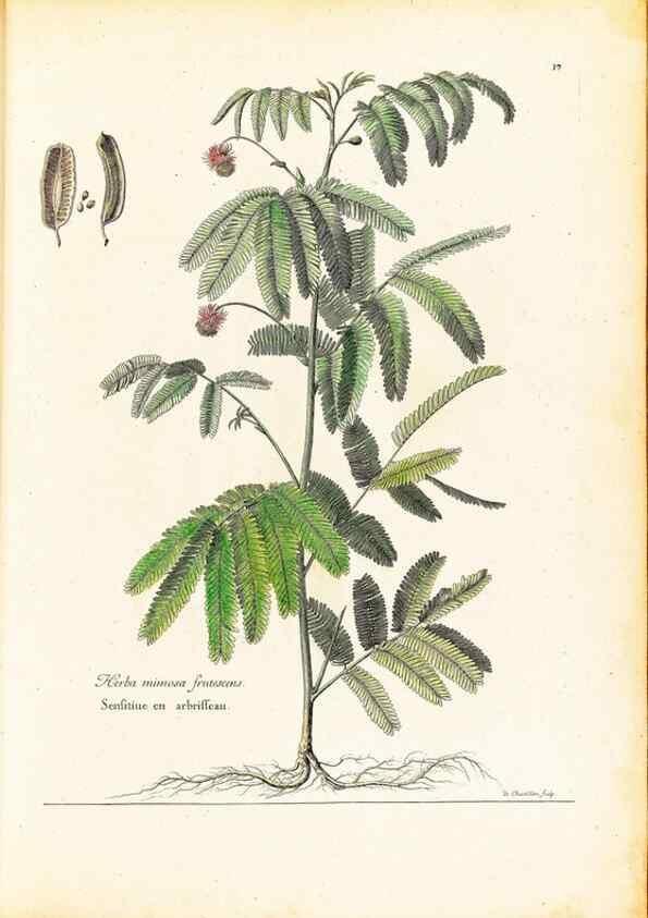 Reproducción/Reproduction 48584223712: [Recueil des plantes dessinées et gravées par ordre du roi Louis XIV].. Paris :Impr. royale,1786. 
