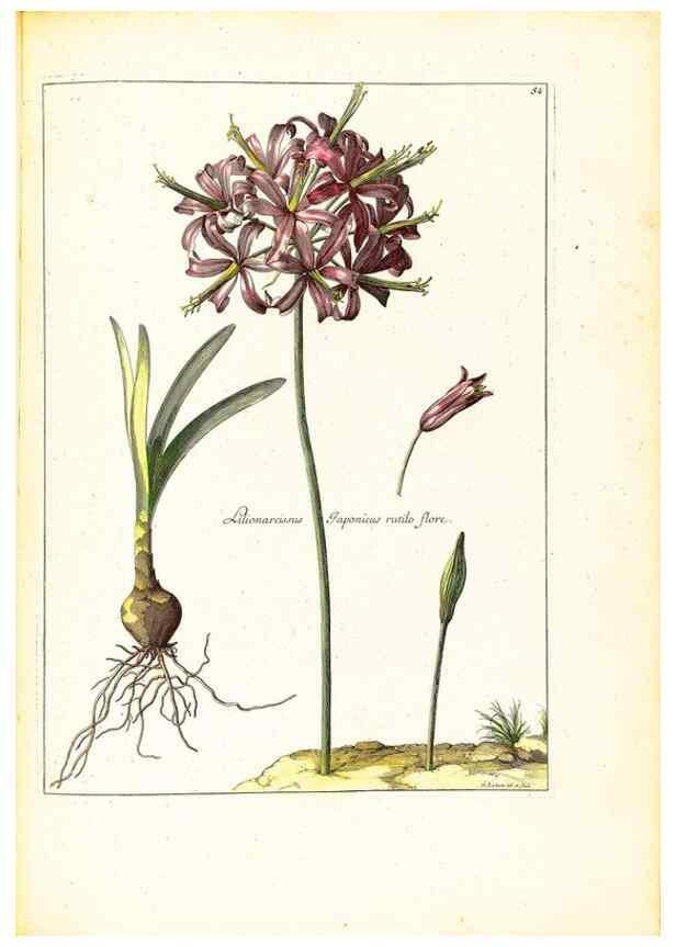 Reproducción/Reproduction 48584242807: [Recueil des plantes dessinées et gravées par ordre du roi Louis XIV].. Paris :Impr. royale,1786. 
