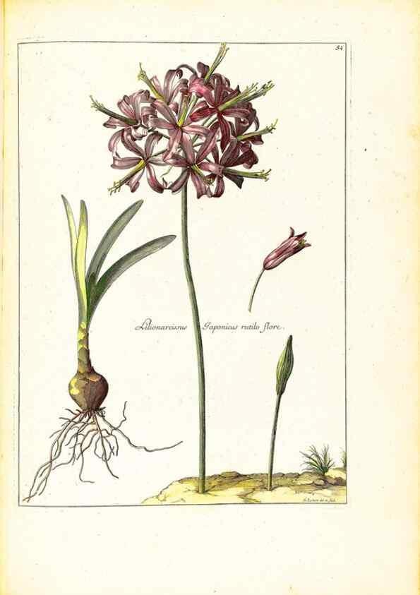 Reproducción/Reproduction 48584242807: [Recueil des plantes dessinées et gravées par ordre du roi Louis XIV].. Paris :Impr. royale,1786. 