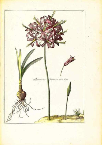 Reproducción/Reproduction 48584242807: [Recueil des plantes dessinées et gravées par ordre du roi Louis XIV].. Paris :Impr. royale,1786. 